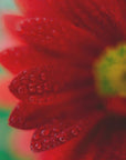 Plakat - Red Flowers 33 - Admen.dk