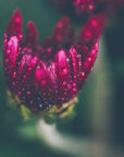 Plakat - Red Flowers 37 - Admen.dk
