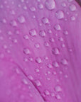 Plakat - Pink Flowers 34 - Admen.dk