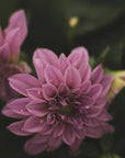 Plakat - Pink Flowers 40 - Admen.dk
