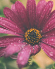 Plakat - Pink Flowers 039 - Admen.dk