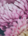 Plakat - Pink Flowers 43 - Admen.dk