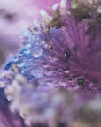 Plakat - Purple Flowers 08 - Admen.dk