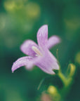 Plakat - Purple Flowers 12 - Admen.dk