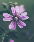 Plakat - Purple Flowers 13 - Admen.dk