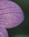 Plakat - Purple Flowers 19 - Admen.dk