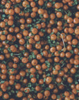 Plakat - Red Berries 02 - Admen.dk