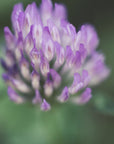 Plakat - Purple Flowers 01 - Admen.dk