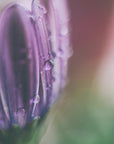 Plakat - Purple Flowers 04 - Admen.dk
