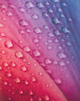 Plakat - Pink Flowers 016 - Admen.dk