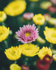 Plakat - Summer Flowers 4 - Admen.dk