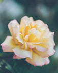 Plakat - Summer Flowers 18 - Admen.dk