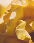 Plakat - Summer Flowers 19 - Admen.dk