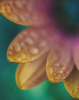 Plakat - Summer Flowers 32 - Admen.dk