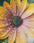 Plakat - Summer Flowers 34 - Admen.dk