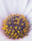 Plakat - Summer Flowers 37 - Admen.dk