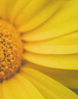 Plakat - Summer Flowers 42 - Admen.dk