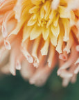 Plakat - Summer Flowers 46 - Admen.dk