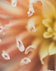 Plakat - Summer Flowers 51 - Admen.dk