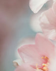 Plakat - Summer Flowers 85 - Admen.dk