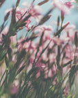 Plakat - Summer Flowers 94 - Admen.dk