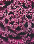 Plakat - Summer Flowers 97 - Admen.dk