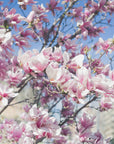 Plakat - Summer Flowers 115 - Admen.dk