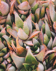 Plakat - Green Plants 2 - Admen.dk