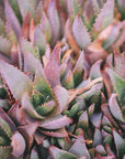 Plakat - Green Plants 3 - Admen.dk