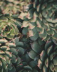 Plakat - Green Plants 6 - Admen.dk