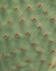 Plakat - Green Plants 15 - Admen.dk