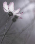 Poster - Cosmos
