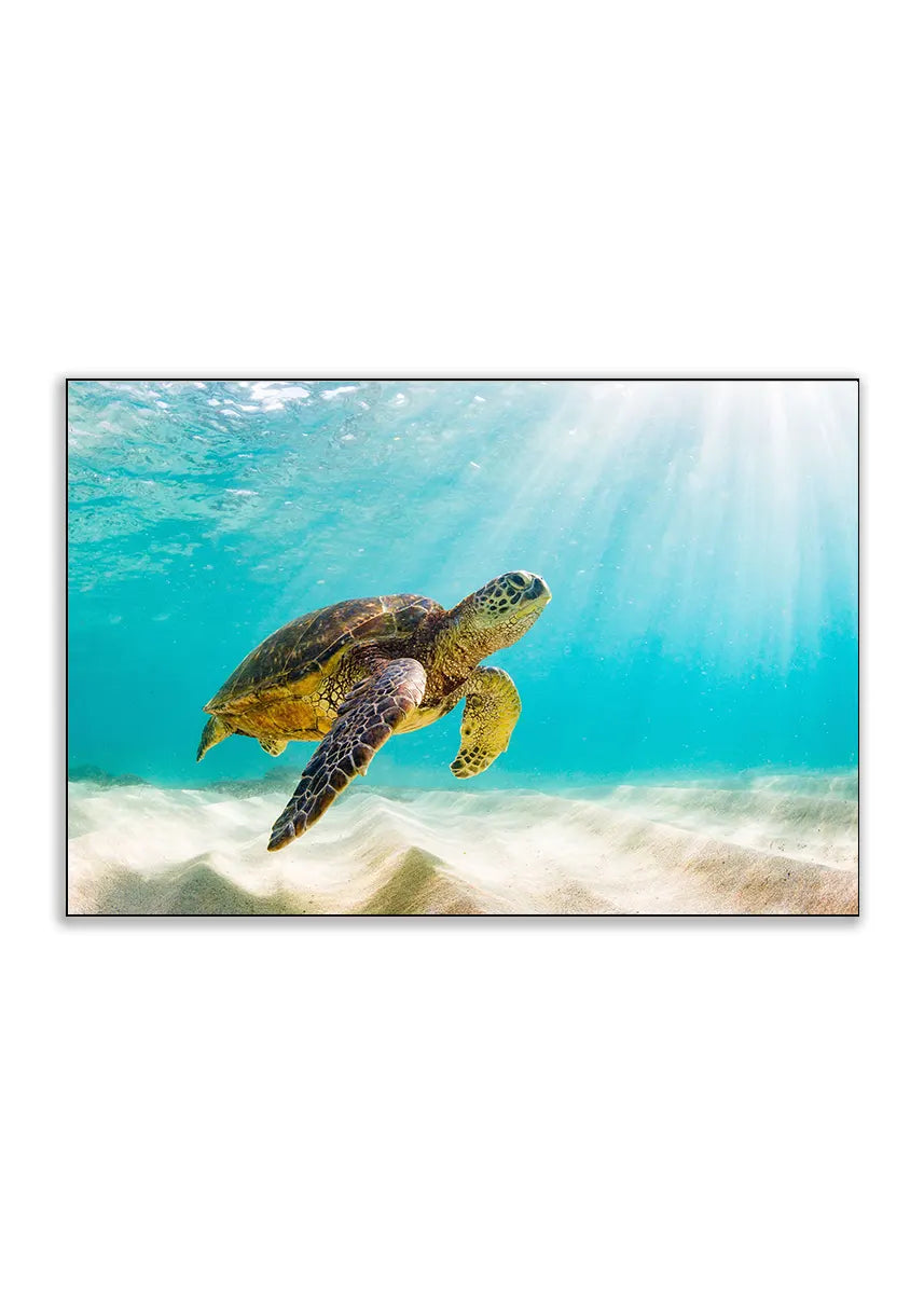 Plakat - Grøn skildpadde - admen.dk