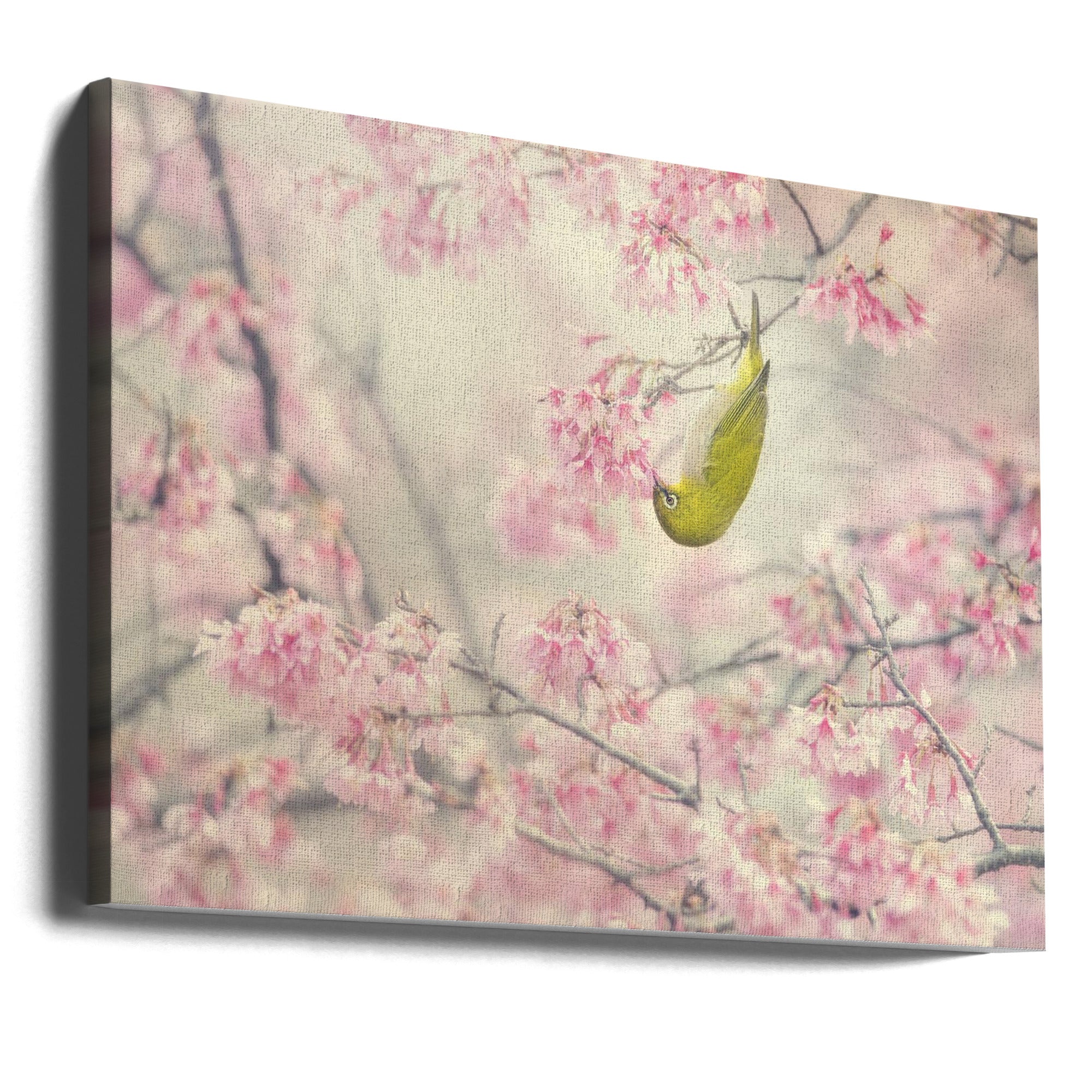 Canvas - Cherry blossom color