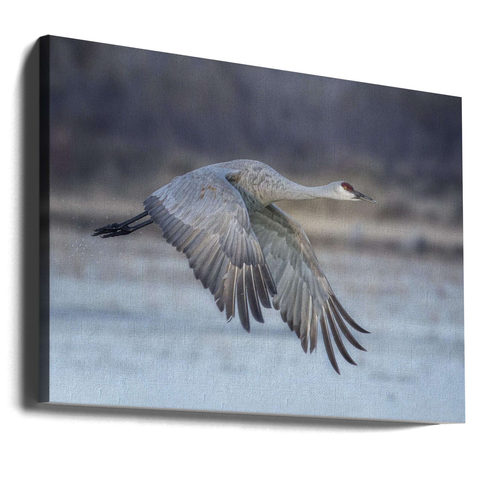 Canvas - A Sandy Hill Crane in Flight - Admen.dk