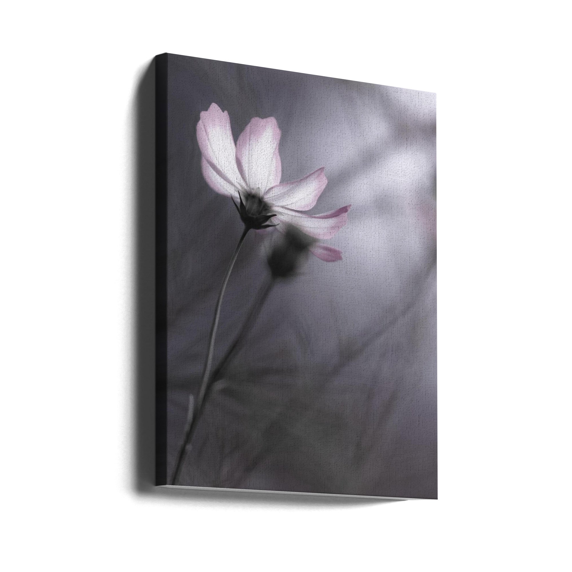 Canvas - Cosmos - Admen.dk