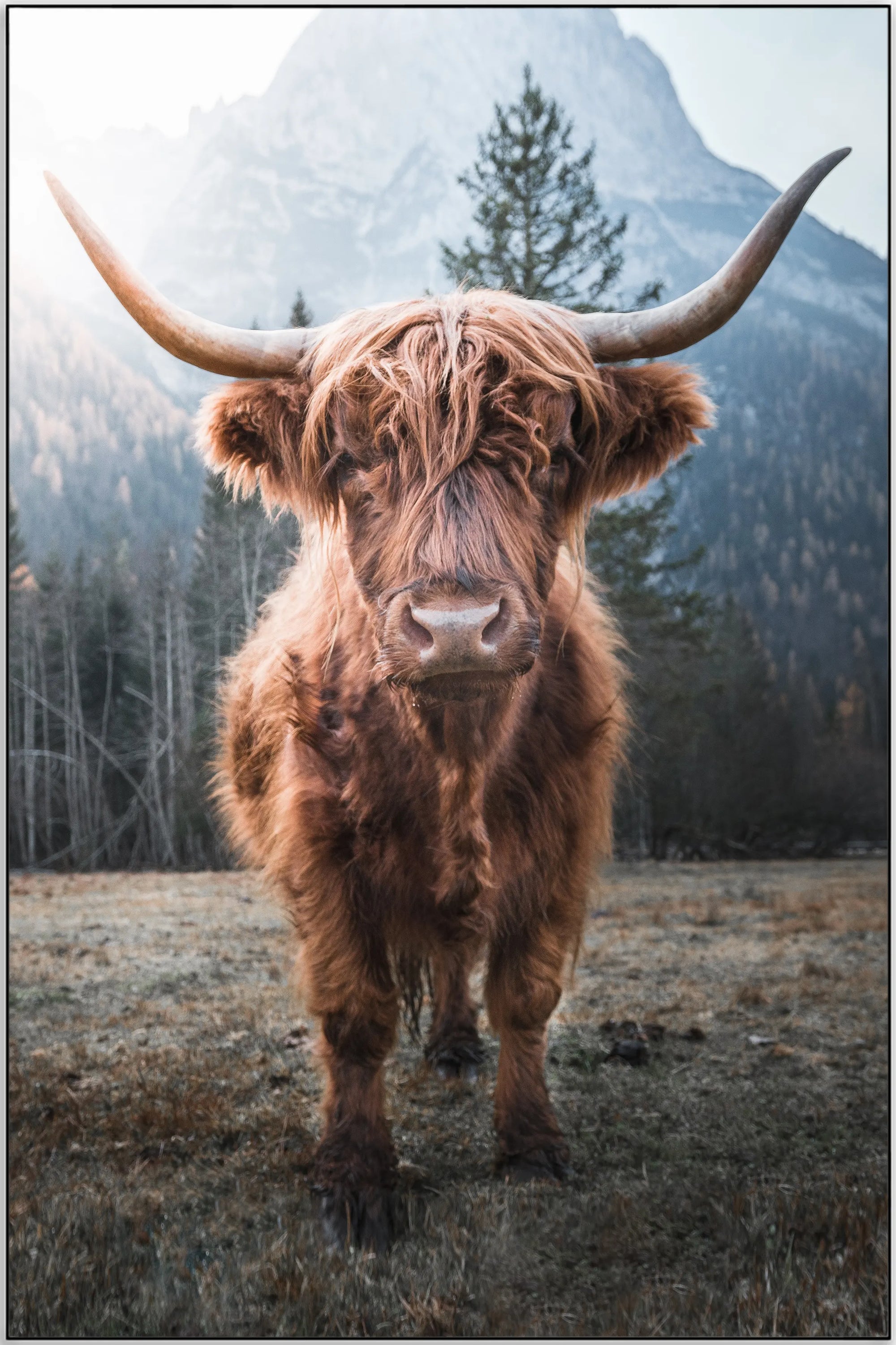 Plakat - Highland kvæg ved skoven - admen.dk