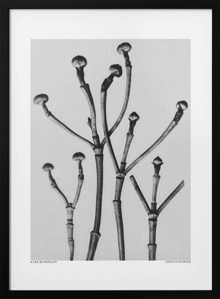 Poster - Cornus Florida