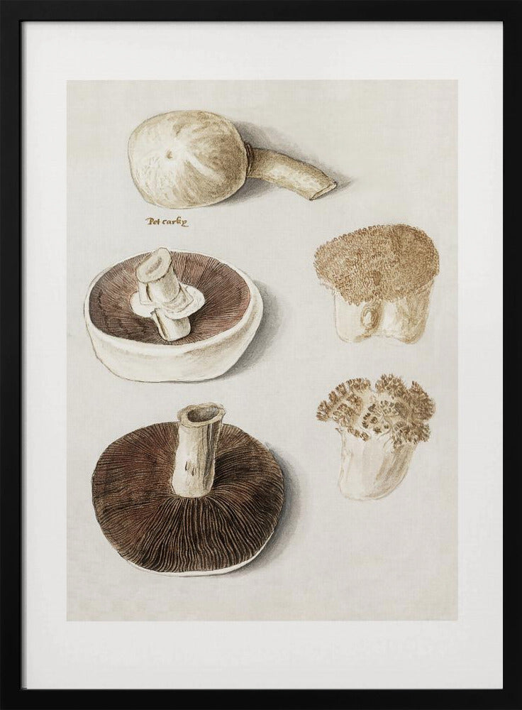 Poster - Common Meadow Mushroom, Agaricus Campestris Standing