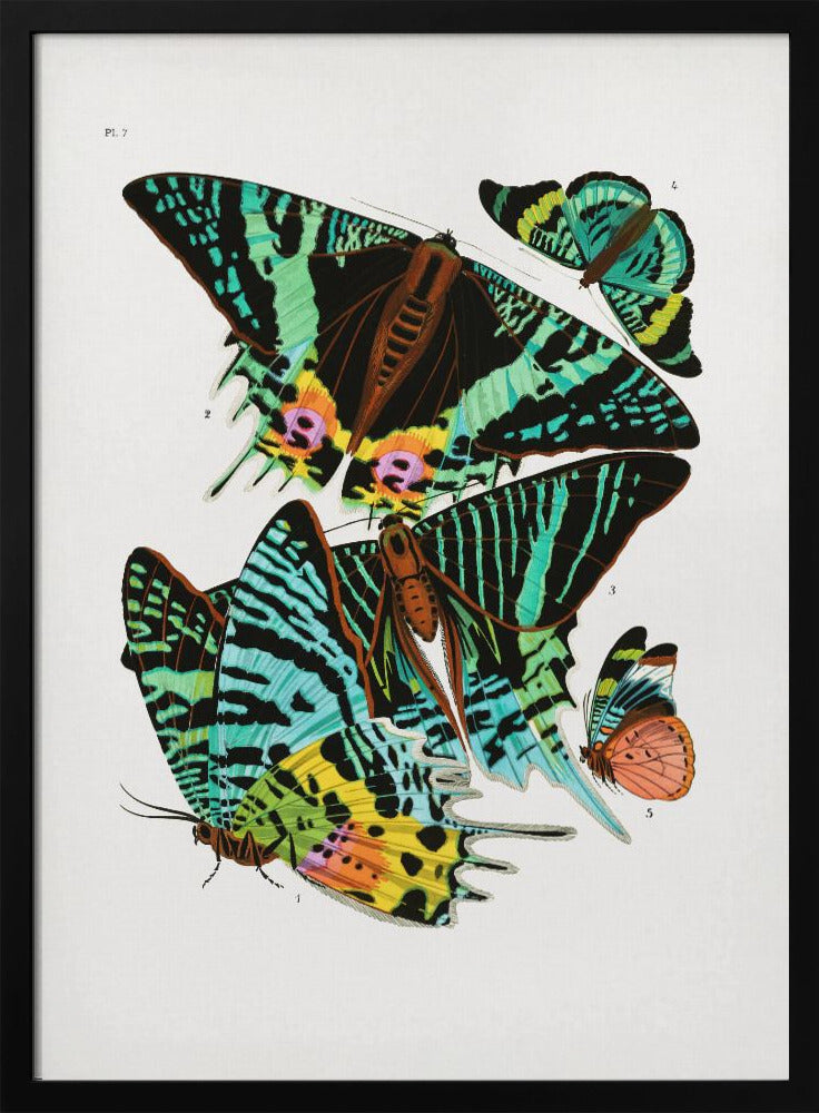 Poster - Butterflies 3