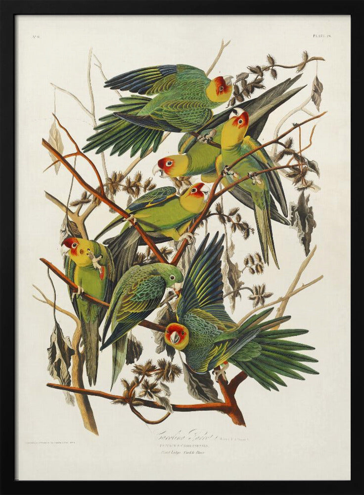 Plakat - Carolina Parrot From Birds of America (1827) - Admen.dk
