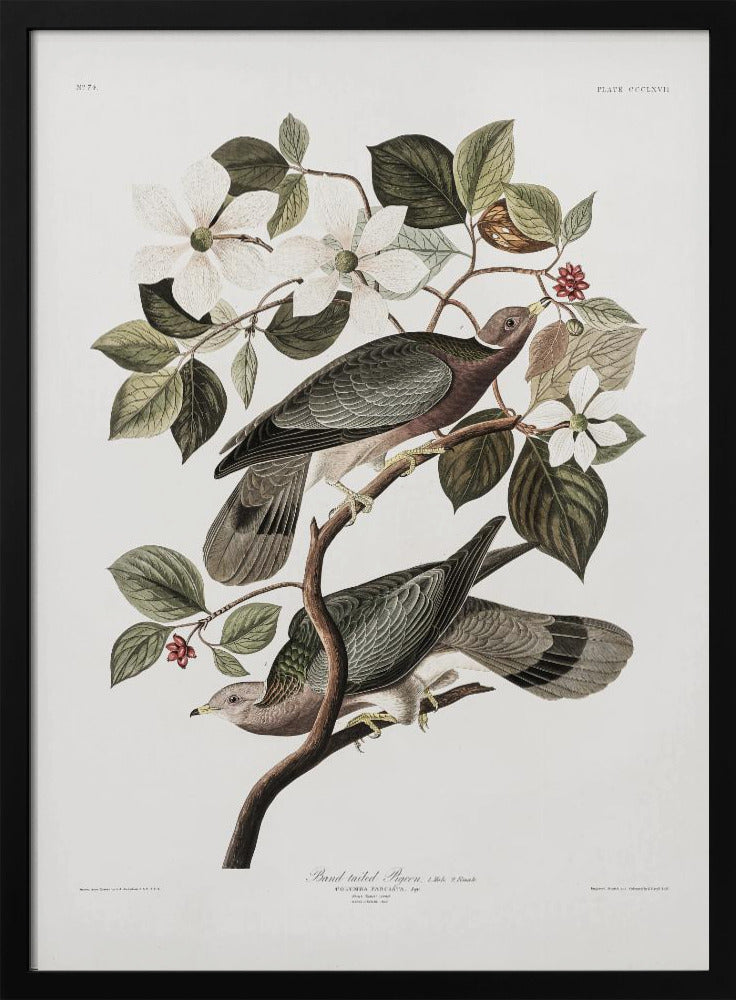 Poster - Brand Tailed Pigeon From Birds Of America (1827)