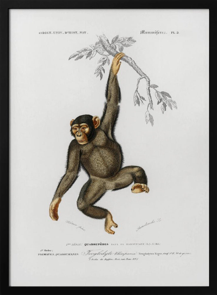 Plakat - Chimpangze - Admen.dk