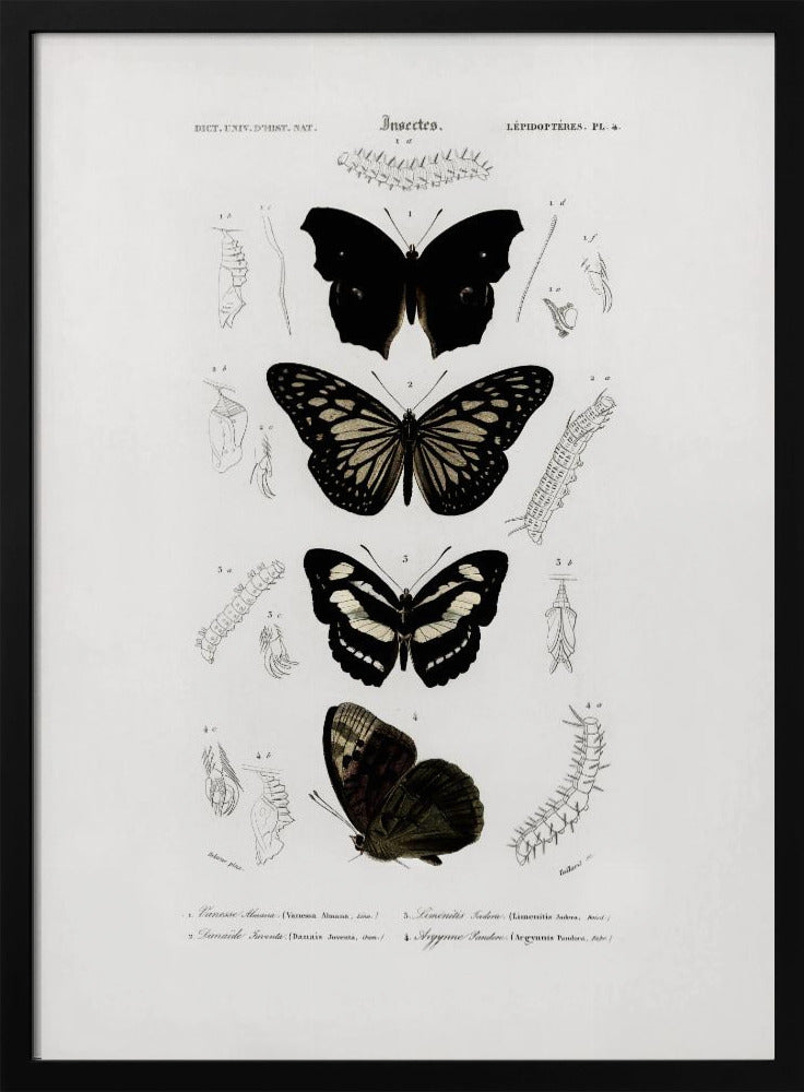 Poster - Collection of Butterflies 01