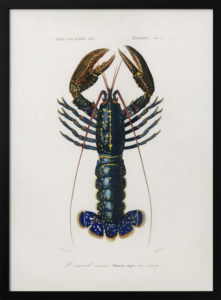 Poster - Crimson Crawfish