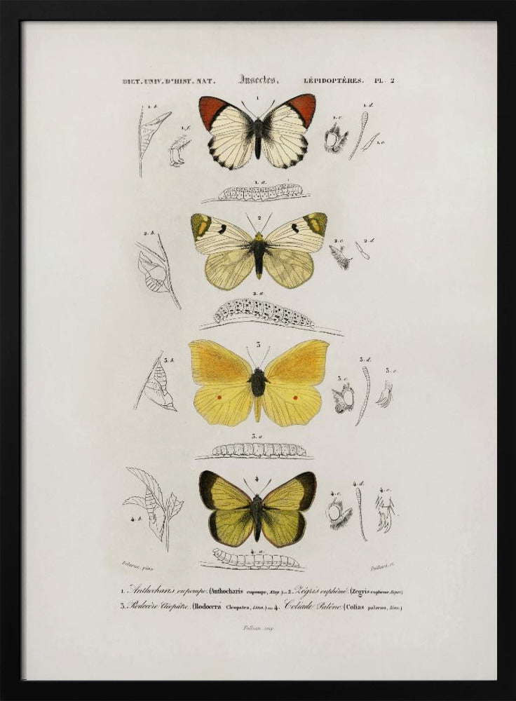 Plakat - Different Types of Butterflies - Admen.dk
