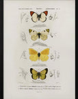 Plakat - Different Types of Butterflies - Admen.dk