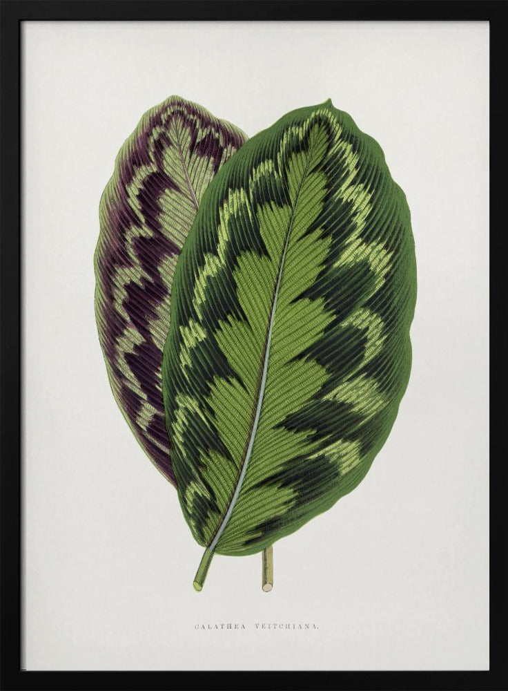 Plakat - Calathea Veitchiana leaf art - Admen.dk