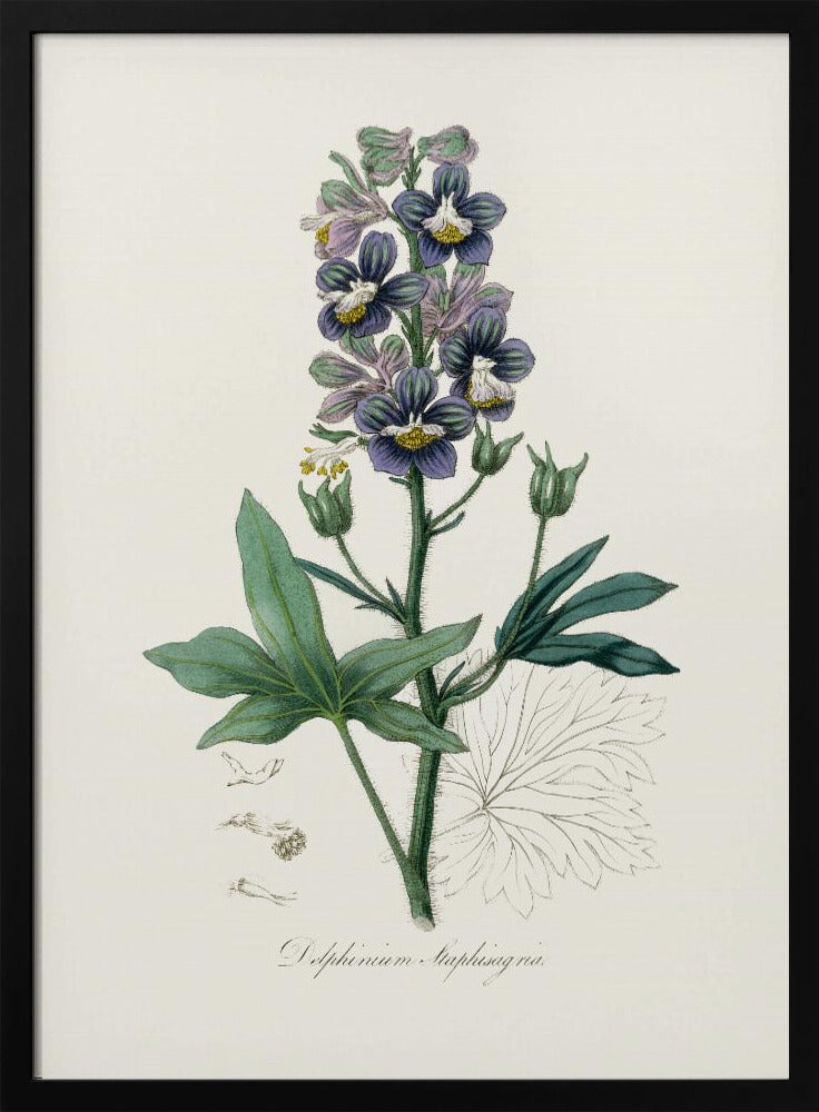 Plakat - Delphinum Staphisagria Medical Botany - Admen.dk