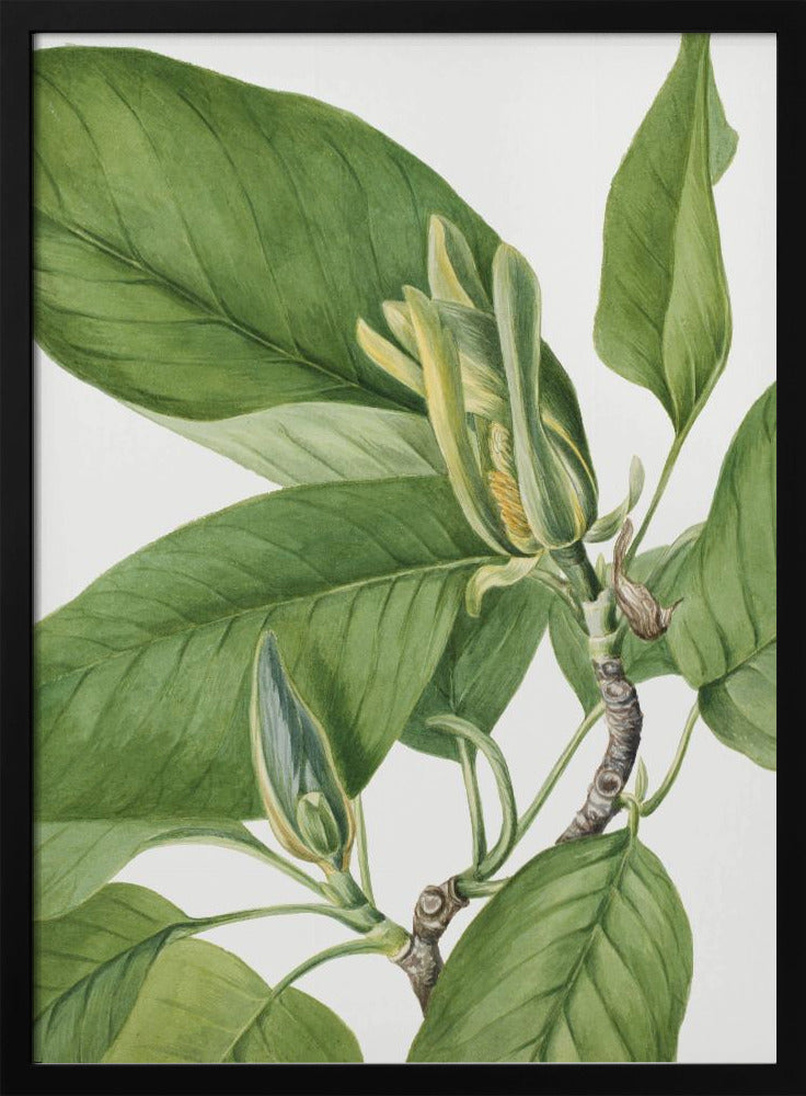 Plakat - Cucumbertree 1922 - Admen.dk